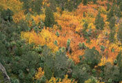 Highland rainforest, Walls of Jerusalem NP