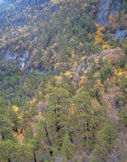 Highland rainforest 2