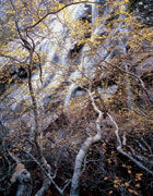 Highland rainforest 2
