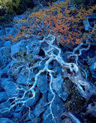 Deciduous beech, West Coast Range