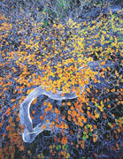 Deciduous beech 2, West Coast Range