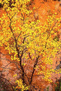 Deciduous beech detail 4
