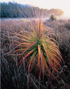 Pandani, Navarre Plains