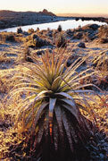Pandani, Cradle Mtn-Lk St Clair NP