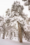 Pencil pines, Walls of Jerusalem NP