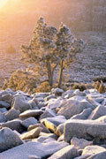 Frosted pencil pine, Central Plateau