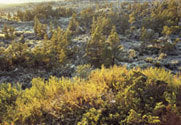 Autumn colour, Walls of Jerusalem NP