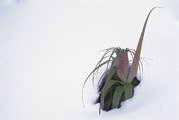 Pandani in snow
