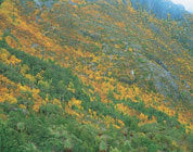  Highland rainforest
