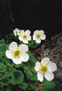 Geum talbotanium, Southwest NP