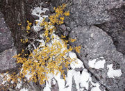 Deciduous beech detail, West Coast Range