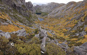 Autumn highland rainforest