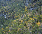Highland rainforest 2