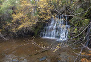 Highland rainforest 3