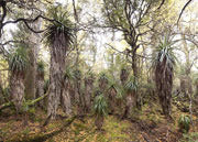 Highland rainforest 4