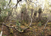 Pandani and deciduous beech