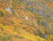  Deciduous beech near Cradle Mtn 2