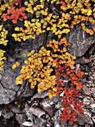 Deciduous beech