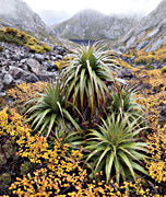 Pandanis and deciduous beech, West coast