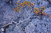 Deciduous Beech detail