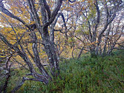 Deciduous Beech