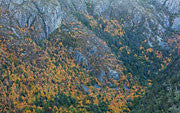 Highland rainforest near Cradle Mountain