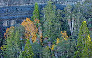 Highland rainforest near Cradle Mountain 3