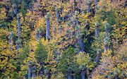 Highland rainforest