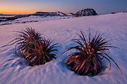 Pandanis, Cradle Mt-Lake St Clair NP