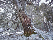 Pencil pines, Walls of Jerusalem NP 2