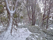 Pencil pines, Walls of Jerusalem NP