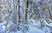 Winter, Vale of Belvoir