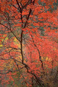 Maple 3, Zion NP