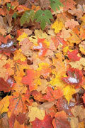 Fallen leaves and snow, Adirondacks, NY