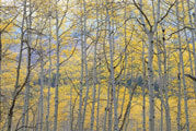Aspen, Colorado