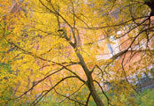 Maple 2, Zion NP