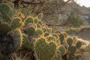 Cacti, Theodore Roosevelt NP