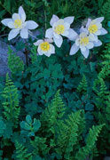 Wildflowers 2, Colarado