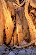 Bristlecone pine roots