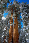 Giant redwood, Sequoia NP, California
