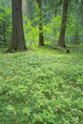 Rain forest, Glacier NP, Montana