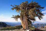 Bristlecone pine, Nevada