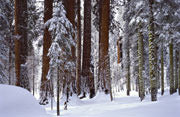 Winter, Sequoia National Park