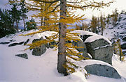 Autumn Larch, Cascades Range, Washington