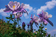 Wildflowers, Colarado