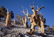 Bristlecone pine, White Mountains, California