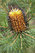 Banksia, Nerrigundah