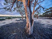Great Western Woodlands 1
