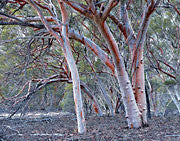 Great Western Woodlands 4