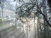 Shannon NP